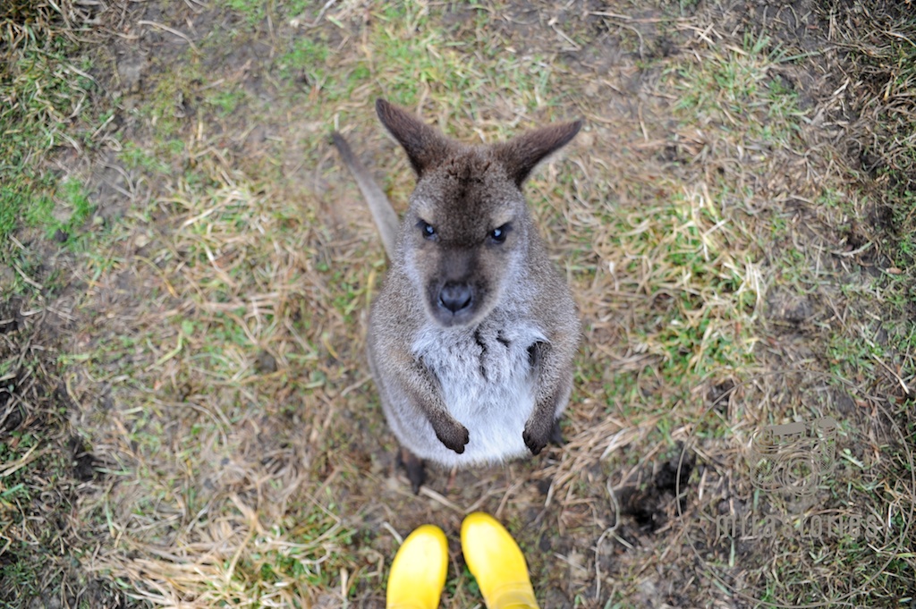 What do kangaroos eat?